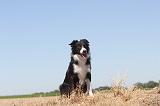 BORDER COLLIE 180